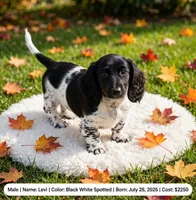 Levi, a male Doxiepoo for sale in Fort Plain, NY – 1 of 3