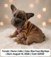 Callie, a female French Bulldog for sale in Fort Plain, NY – 1 of 3