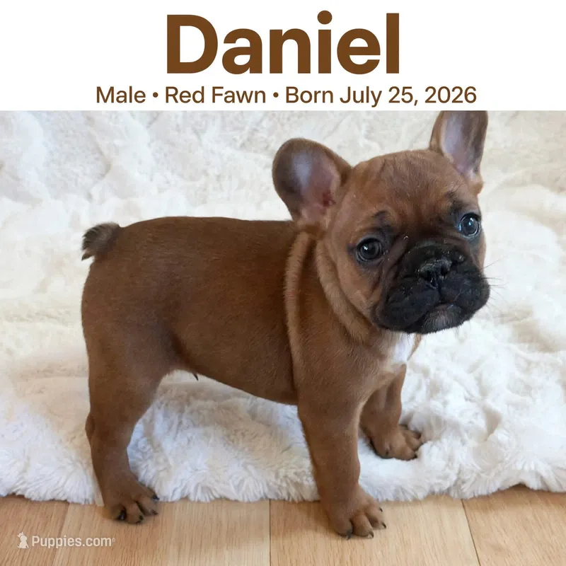 Daniel  – French Bulldog puppy for sale in Fort Plain, NY