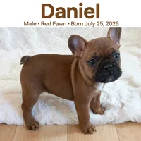 Daniel , a male French Bulldog for sale in Fort Plain, NY – 1 of 3
