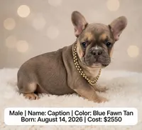 Captain , a male French Bulldog for sale in Fort Plain, NY – 1 of 3
