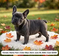 Pam, a female French Bulldog for sale in Fort Plain, NY – 1 of 3