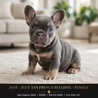 Jane, a female French Bulldog for sale in Fort Plain, NY – 1 of 3