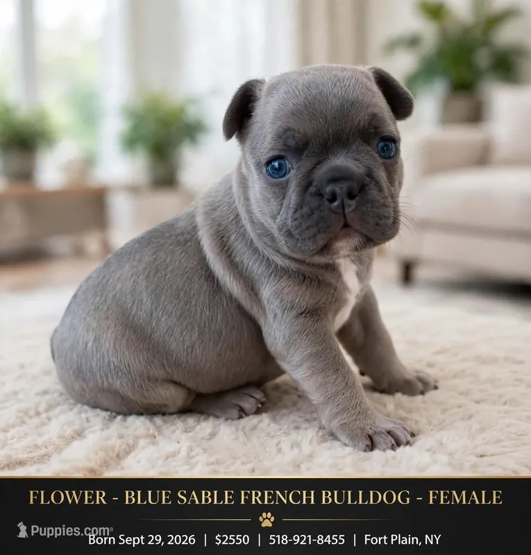 Flower – French Bulldog puppy for sale in Fort Plain, NY