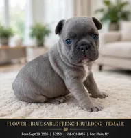 Flower, a female French Bulldog for sale in Fort Plain, NY – 1 of 3