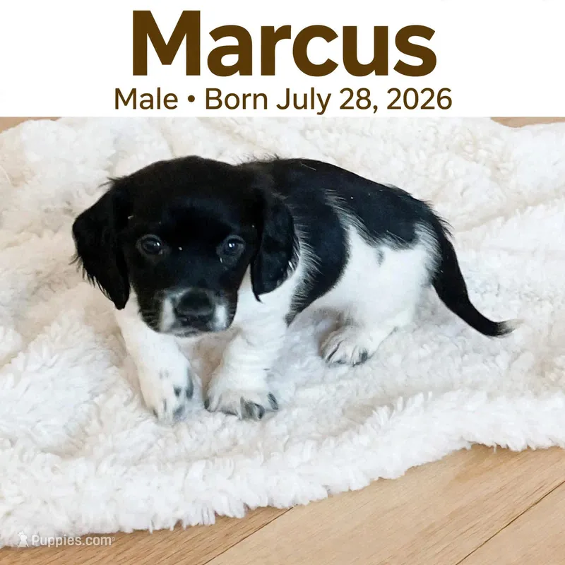 Marcus  – Doxiepoo puppy for sale in Fort Plain, NY