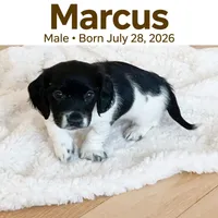Marcus , a male Doxiepoo for sale in Fort Plain, NY – 1 of 3