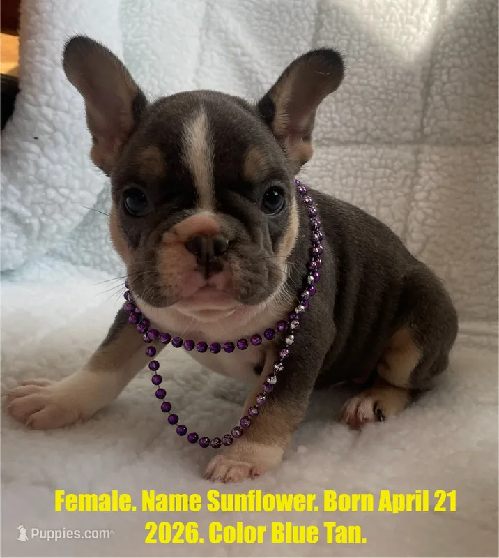 Sunflower  – French Bulldog puppy for sale in Fort Plain, NY