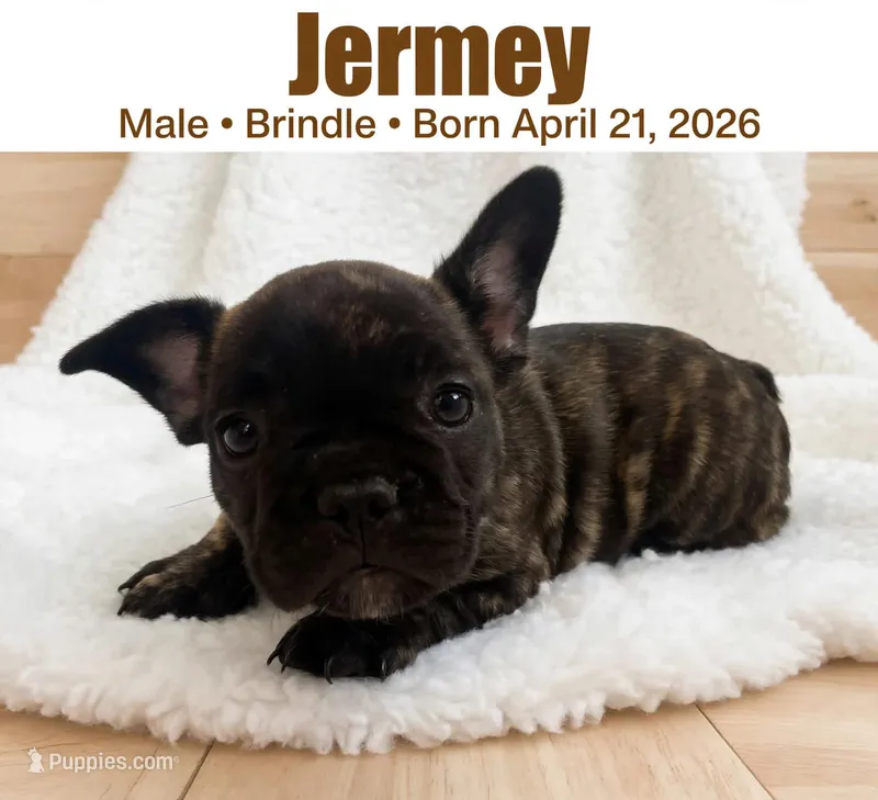 Jermey  – French Bulldog puppy for sale in Fort Plain, NY