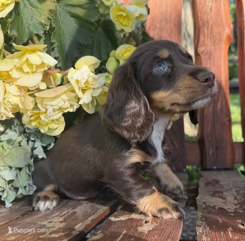 Barbie  – Doxiepoo puppy for sale in Fort Plain, NY