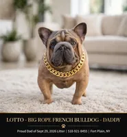 Rosemary, a female French Bulldog for sale in Fort Plain, NY – 3 of 3