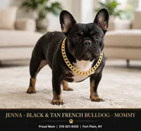 Jane, a female French Bulldog for sale in Fort Plain, NY – 3 of 3