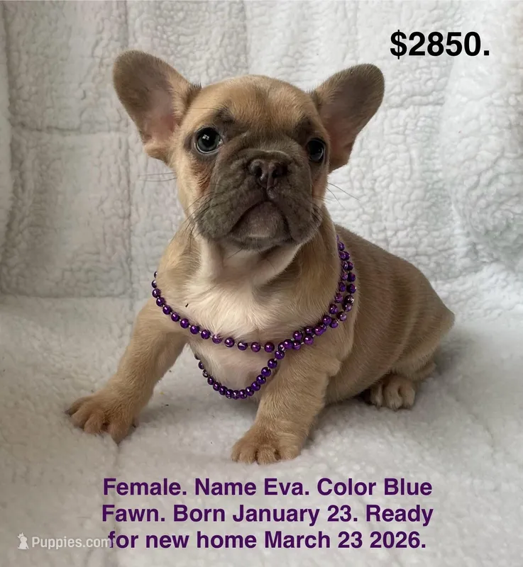 Eva – French Bulldog puppy for sale in Fort Plain, NY