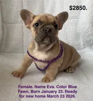 Eva, a female French Bulldog for sale in Fort Plain, NY – Photo 1 of 3