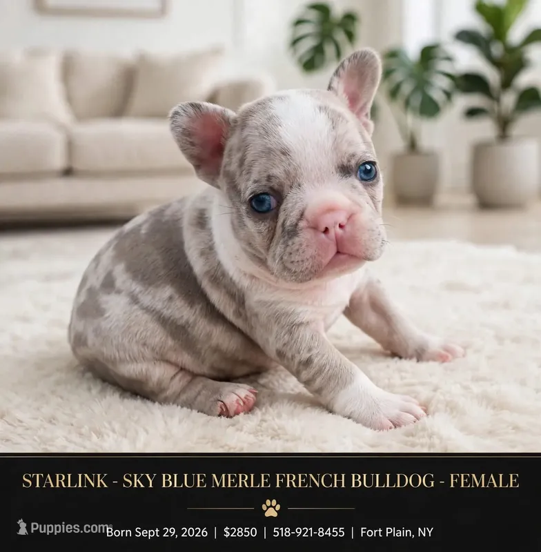 Starlink  – French Bulldog puppy for sale in Fort Plain, NY