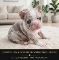 Starlink , a female French Bulldog for sale in Fort Plain, NY – 1 of 3