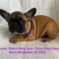 Mary Ann, a female French Bulldog for sale in Fort Plain, NY – Photo 1 of 3