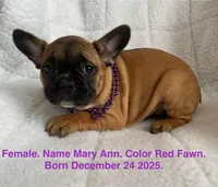 Mary Ann, a female French Bulldog for sale in Fort Plain, NY – Photo 1 of 3