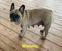 Mary Ann, a female French Bulldog for sale in Fort Plain, NY – Photo 2 of 3