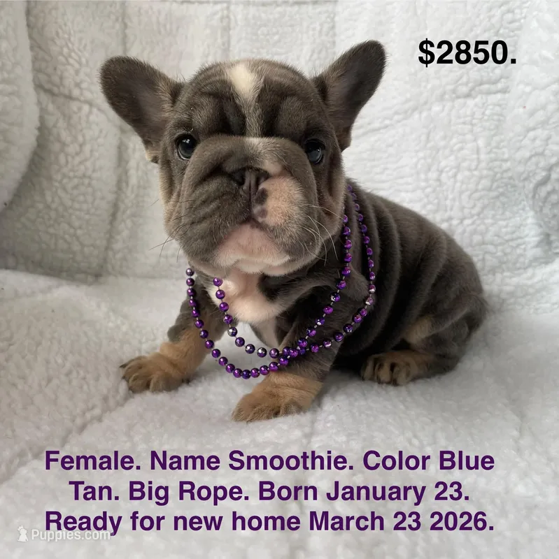 Smoothie  – French Bulldog puppy for sale in Fort Plain, NY