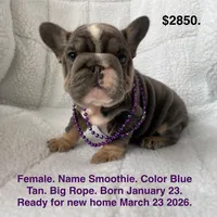 Smoothie , a female French Bulldog for sale in Fort Plain, NY – Photo 1 of 3