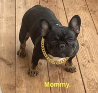 Smoothie , a female French Bulldog for sale in Fort Plain, NY – Photo 2 of 3