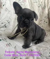 Maybelenn, a female French Bulldog for sale in Fort Plain, NY – Photo 1 of 4