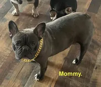 Maybelenn, a female French Bulldog for sale in Fort Plain, NY – Photo 3 of 4