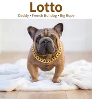 Daniel , a male French Bulldog for sale in Fort Plain, NY – 3 of 3