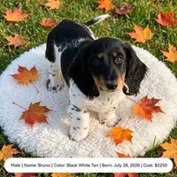 Bruno, a male Doxiepoo for sale in Fort Plain, NY – 1 of 3