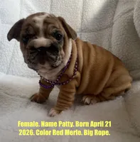 Patty, a female French Bulldog for sale in Fort Plain, NY – 1 of 3