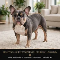 Samatha , a female French Bulldog for sale in Fort Plain, NY – 3 of 3