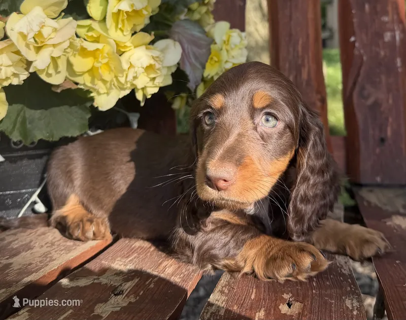 Sammy – Doxiepoo puppy for sale in Fort Plain, NY