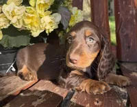Sammy, a male Doxiepoo for sale in Fort Plain, NY – 1 of 1