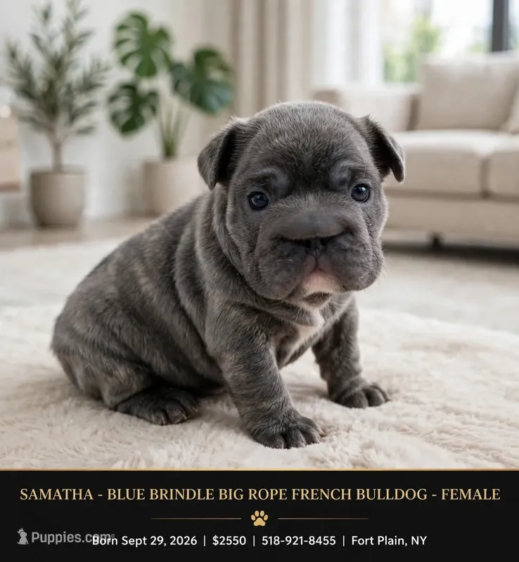 Samatha  – French Bulldog puppy for sale in Fort Plain, NY