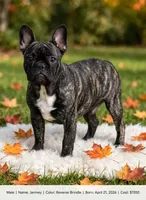 Jermey , a male French Bulldog for sale in Fort Plain, NY – 1 of 3