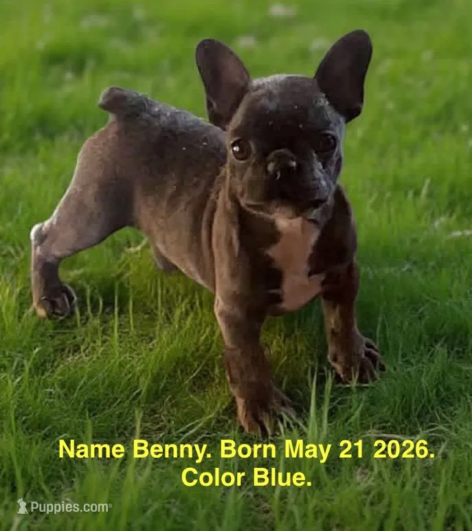Benny – French Bulldog puppy for sale in Fort Plain, NY