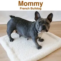 Paul , a male French Bulldog for sale in Fort Plain, NY – 2 of 3