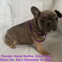 Martha , a female French Bulldog for sale in Fort Plain, NY – Photo 1 of 3