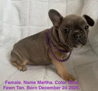 Martha , a female French Bulldog for sale in Fort Plain, NY – Photo 1 of 3