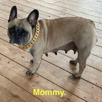 Martha , a female French Bulldog for sale in Fort Plain, NY – Photo 2 of 3