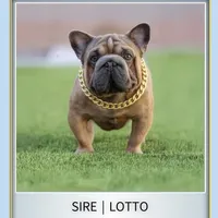 Martha , a female French Bulldog for sale in Fort Plain, NY – Photo 3 of 3