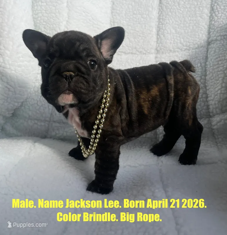 Jackson Lee – French Bulldog puppy for sale in Fort Plain, NY