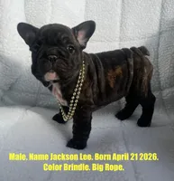 Jackson Lee, a male French Bulldog for sale in Fort Plain, NY – 1 of 3