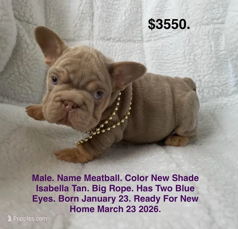Meatball – French Bulldog puppy for sale in Fort Plain, NY