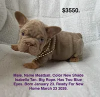 Meatball, a male French Bulldog for sale in Fort Plain, NY – Photo 1 of 3
