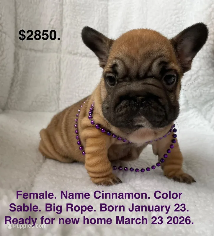 Cinnamon  – French Bulldog puppy for sale in Fort Plain, NY