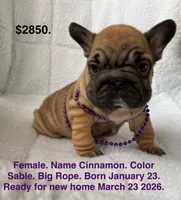 Cinnamon , a female French Bulldog for sale in Fort Plain, NY – Photo 1 of 3