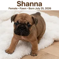 Shanna, a female French Bulldog for sale in Fort Plain, NY – 1 of 3
