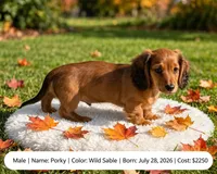 Porky , a male Doxiepoo for sale in Fort Plain, NY – 1 of 3